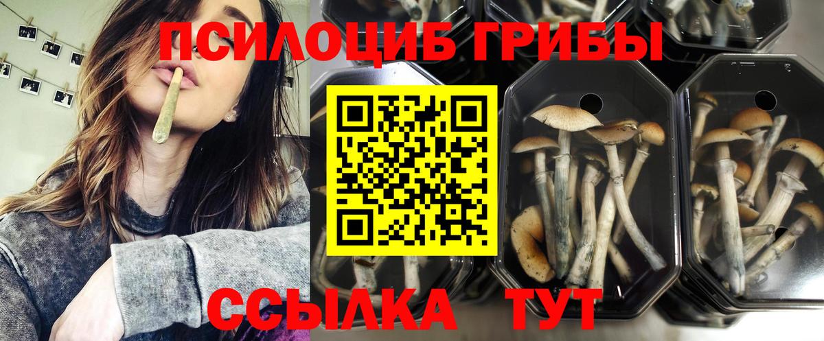 Галлюциногенные грибы Psilocybine cubensis  Вход с VPN  Псилоцибиновые грибы мицелий  Советская Гавань 